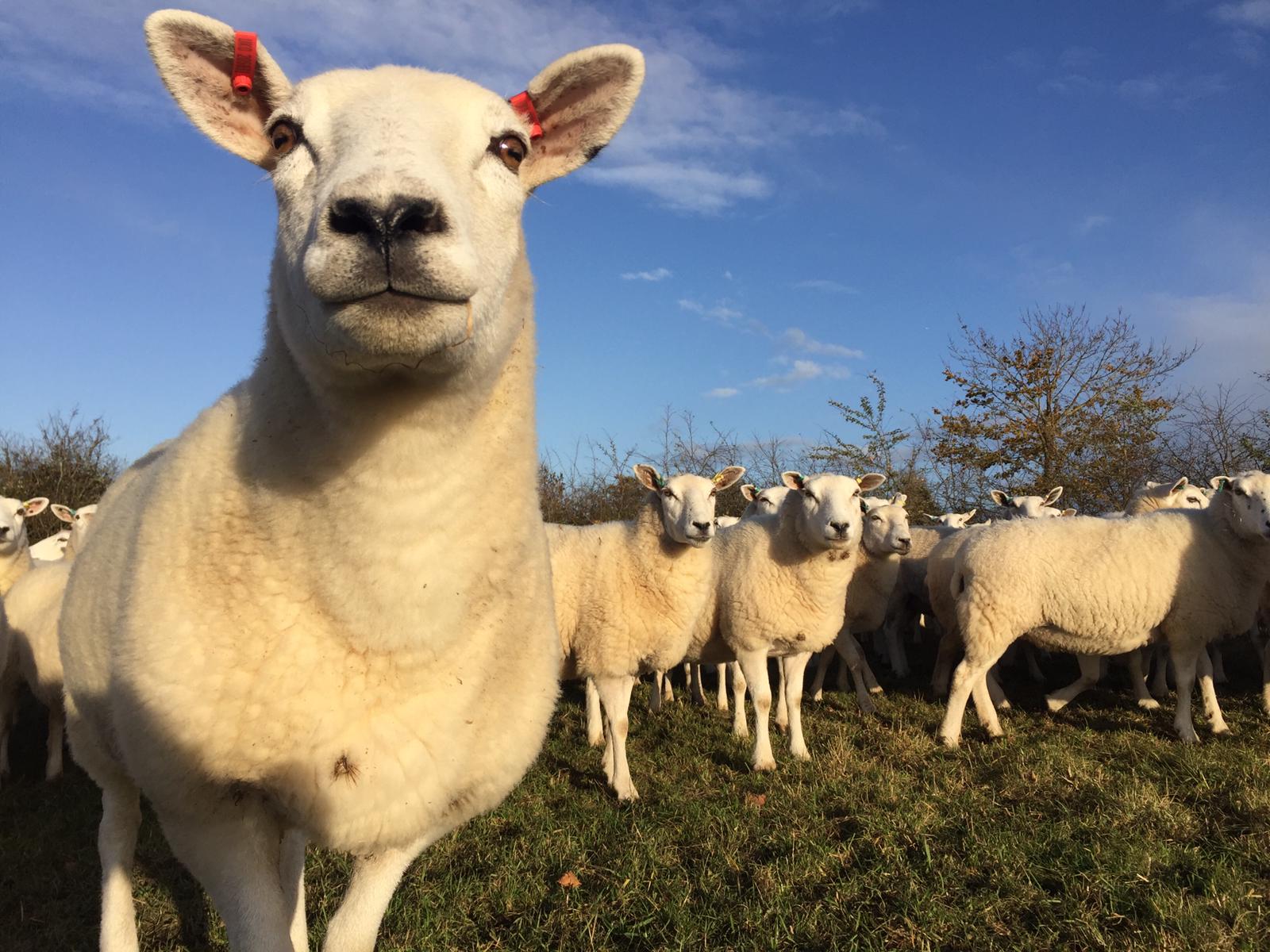 Close up of a lleyn ewe