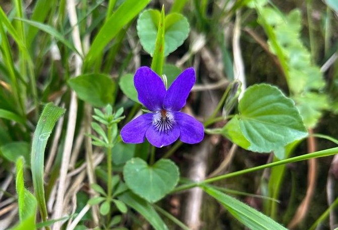 A single purple common dog-violet flower with heart shaped green leaves 