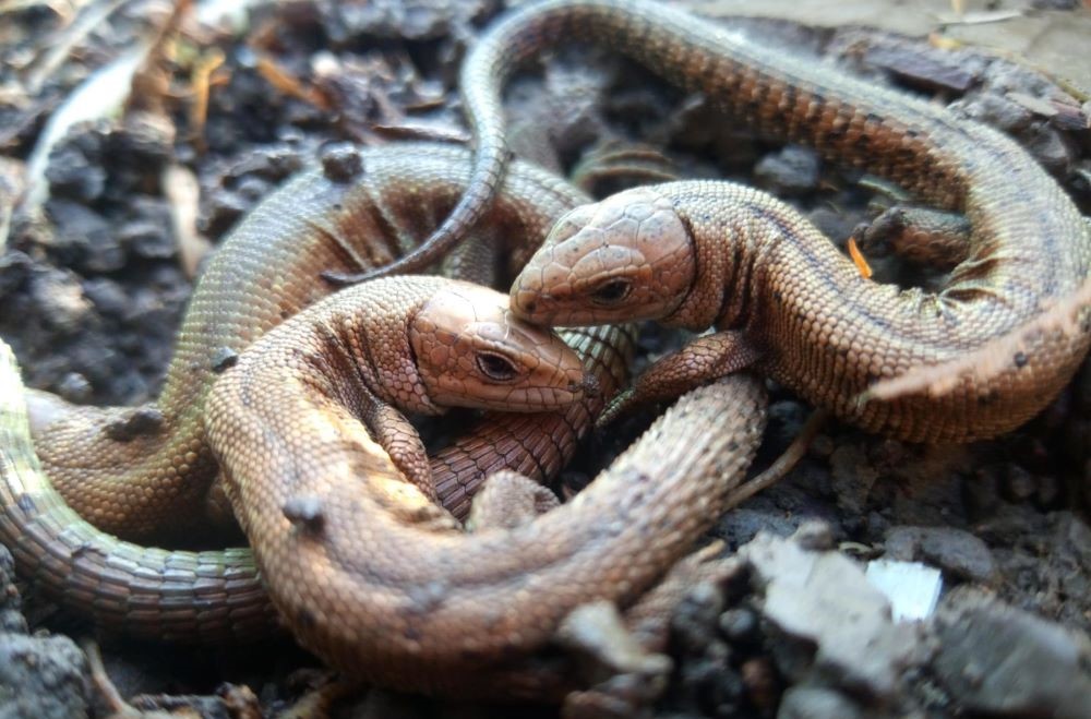 Common lizards on the Forest floor