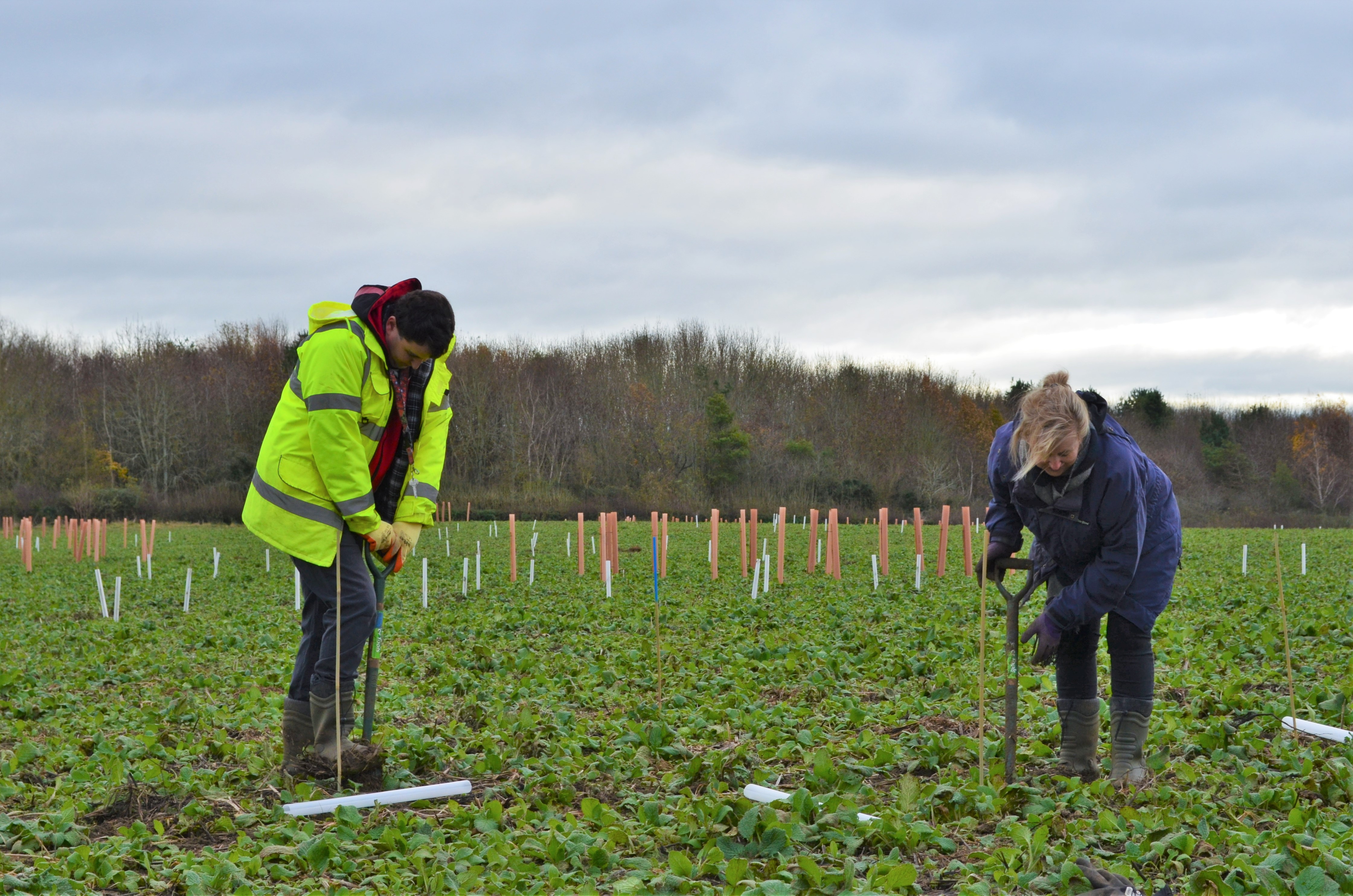 Connor and Ann using tree planting spades in a newly planted field. 