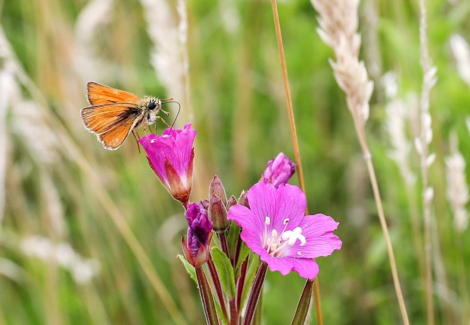 Small skipper butterfly resting on a purple wildflower