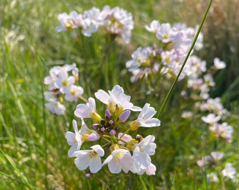 Custers of pale lilac-white cuckooflower amongst long grass