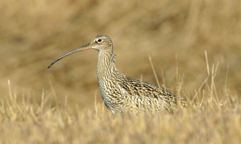 Curlew standing in long grass