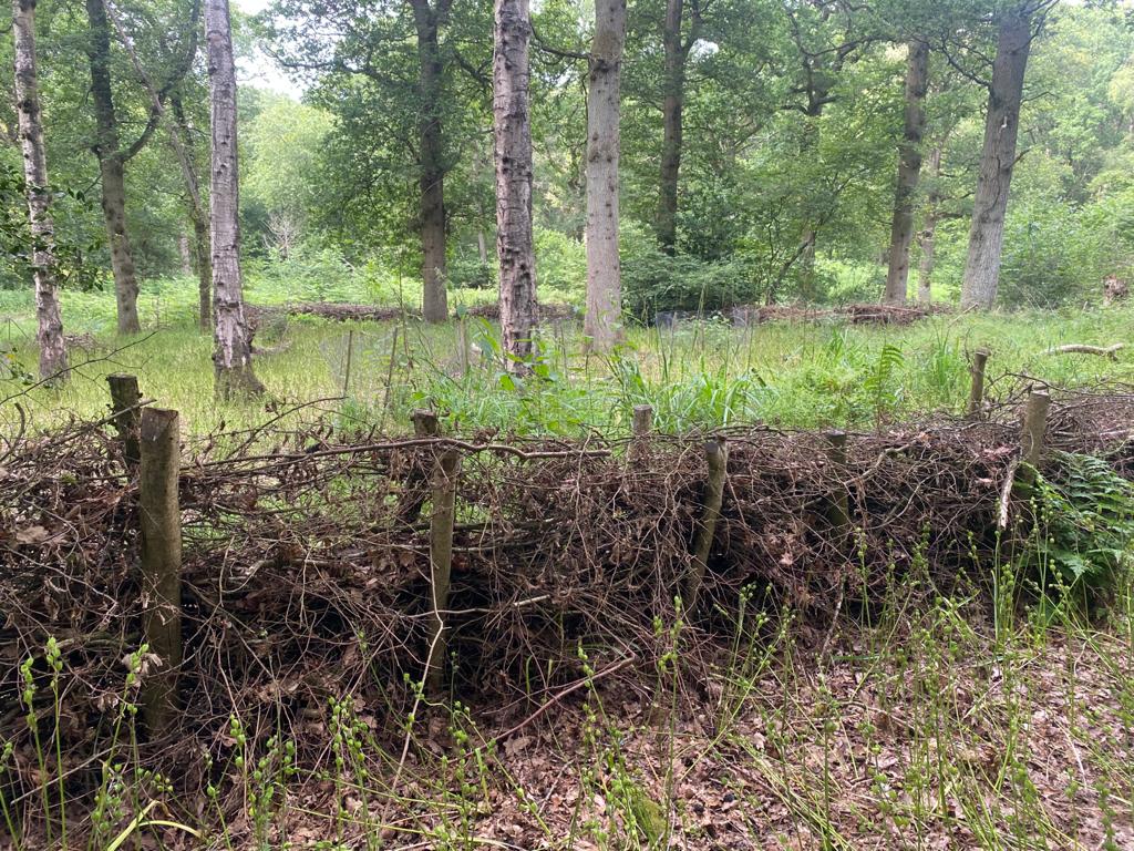 A dead hedgerow in the Forest 