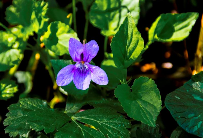 Close up of a dog violet