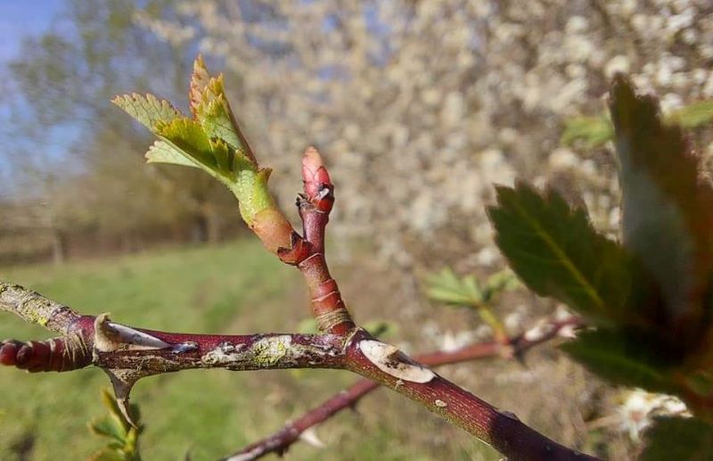 Dogrose bursting into leaf in the Honeybourne area of the Forest