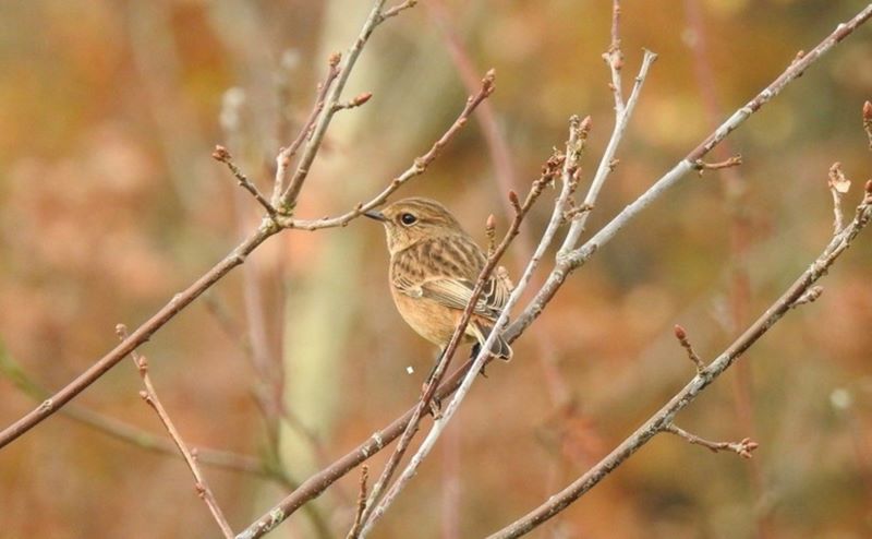 Female stonechat perched on a bare branch in a winter tree