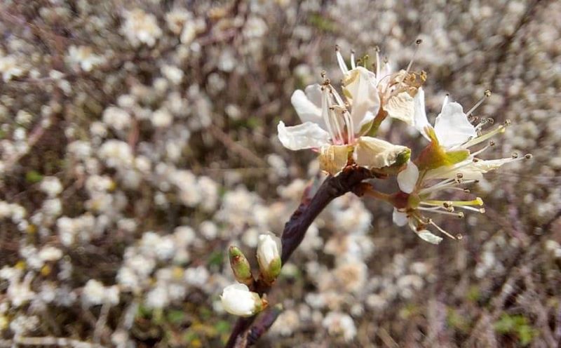 Flowering blackthorn preparing to burst at Honeybourne