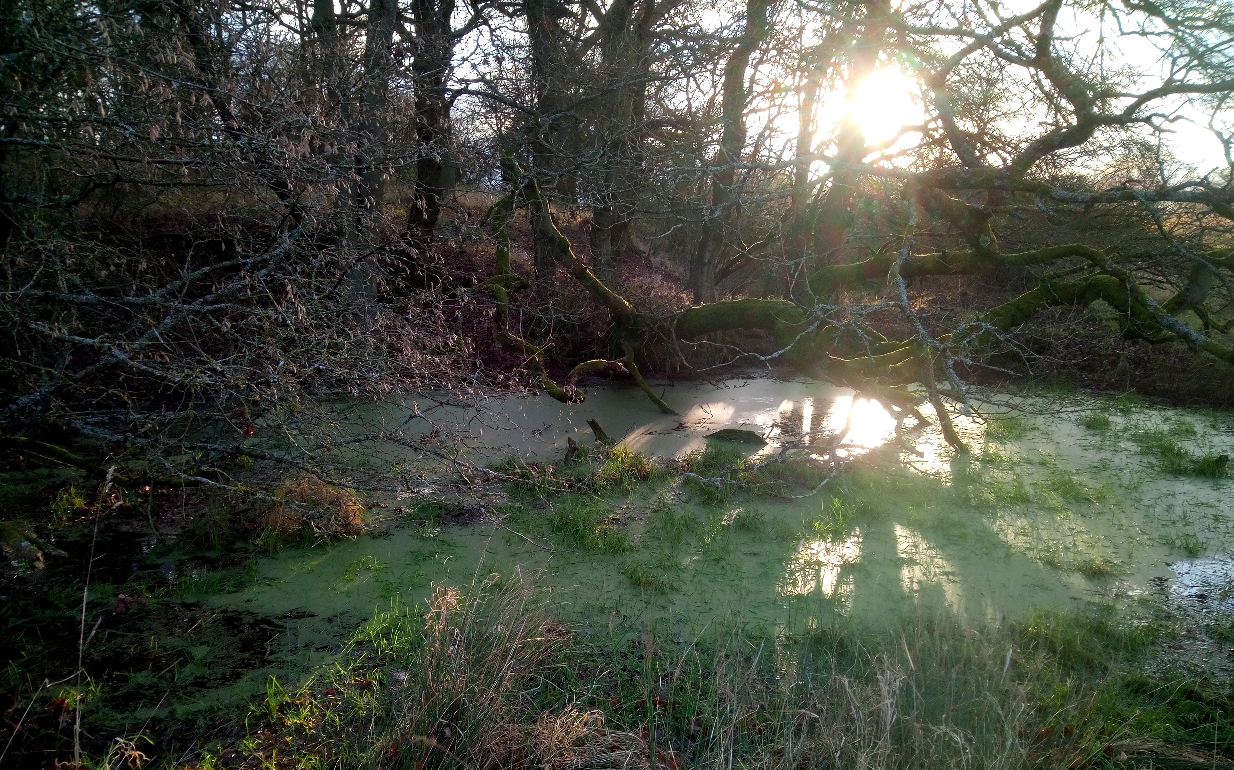 A pond in the Alne Wood