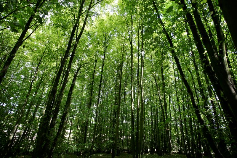 A view upwards from the forest floor into tall tree trunks with sunlight shining through