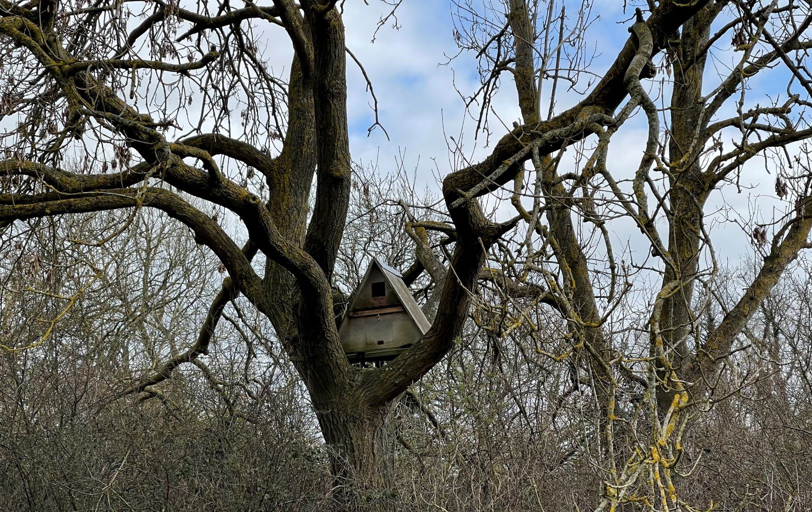Owl box in a tree in Giddings Wood in the Forest