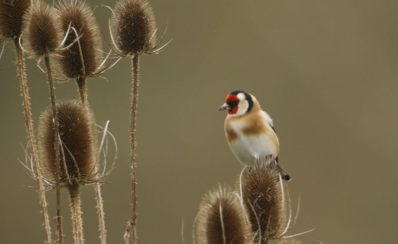 Close up of a Goldfinch perched on teasel