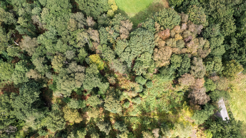 Aerial view looking down at the tree tops in the mature woodland at Gorcott Hil