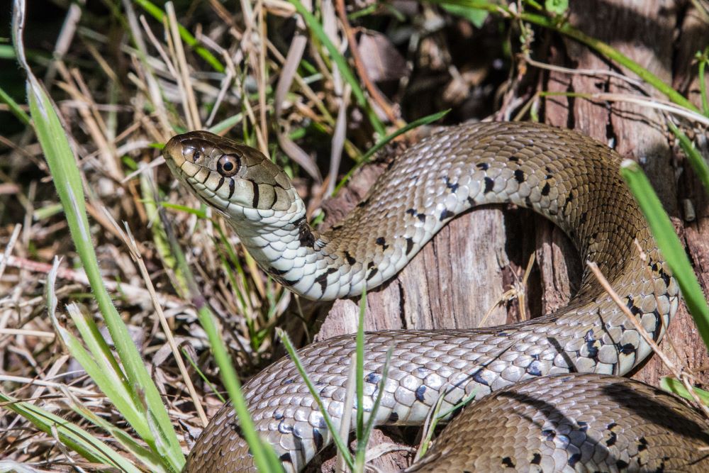 File:Grass Snake (Natrix helvetica) playing dead close-up