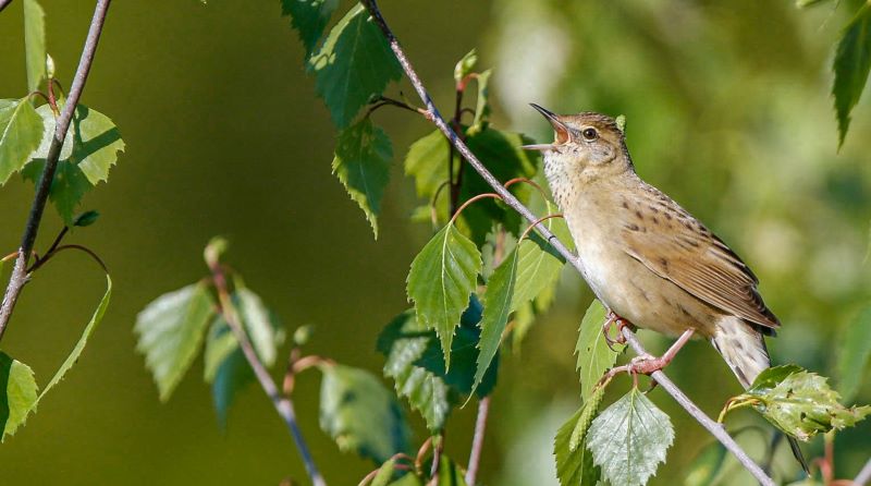 A grasshopper warbler with its beak open in birdsong