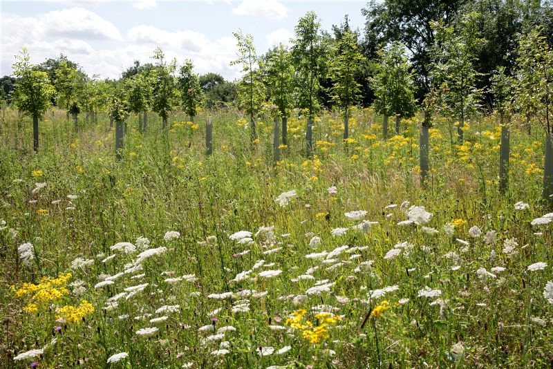 Some grassland