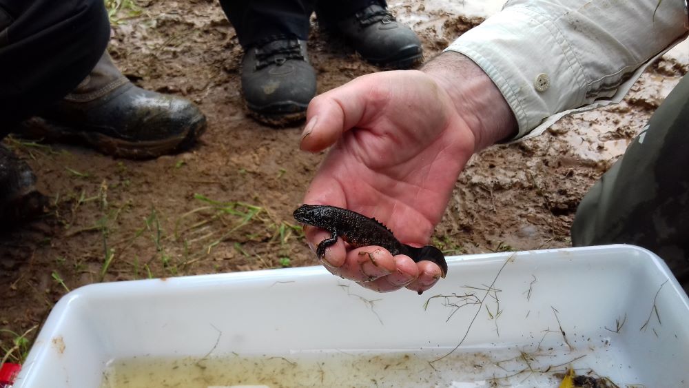  Great crested newt in the Forest being held by an ecologist with a great crested newt licence