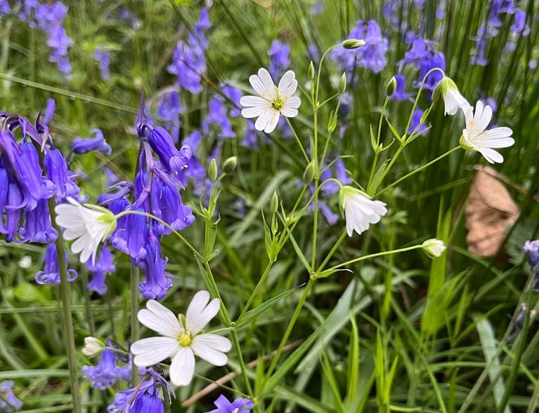 Delicate white greater stitchwort flowers amongst bluebells and grass
