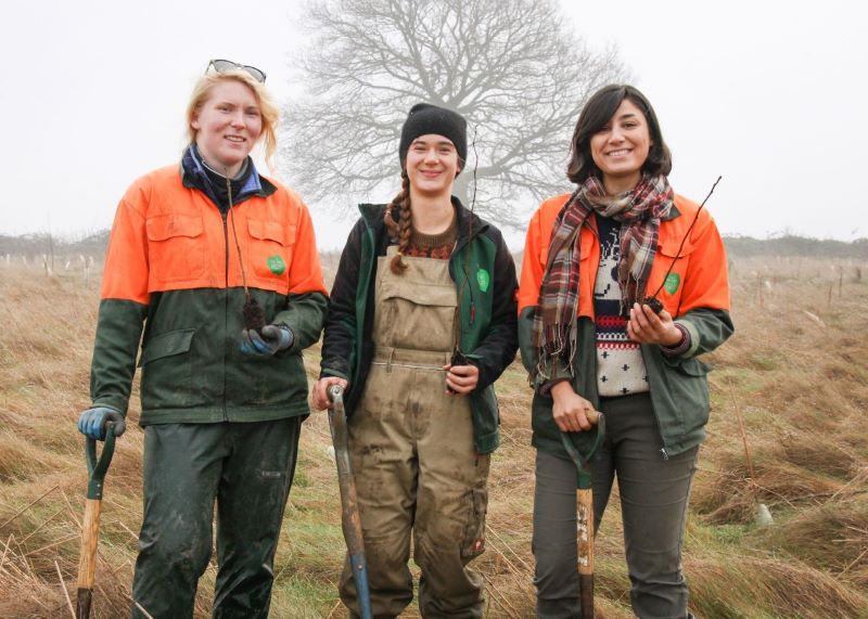 Three people standing in the forest busy planting 