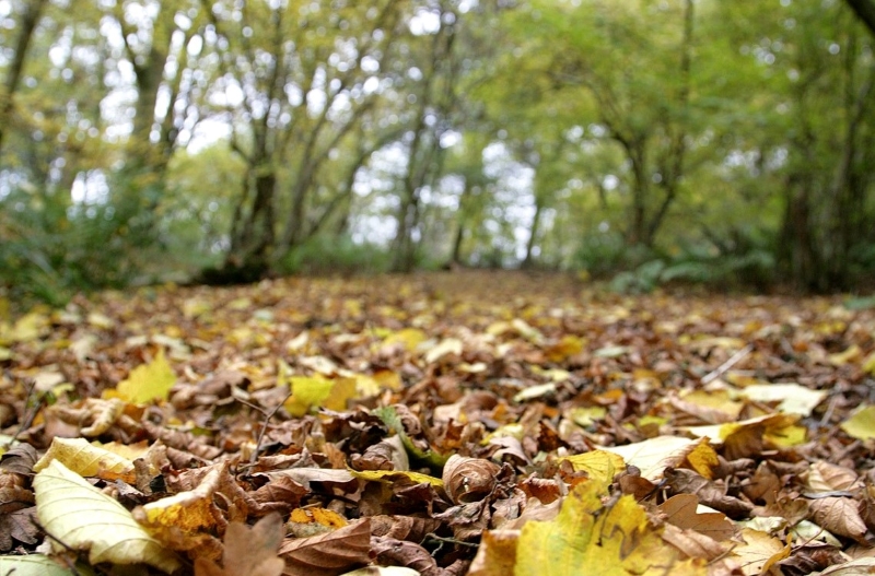 Close up shot of Forest floor covered in autumnal leaves