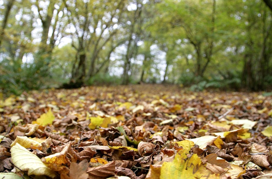 Ground level view of brown and yellow leaves on the forest floor