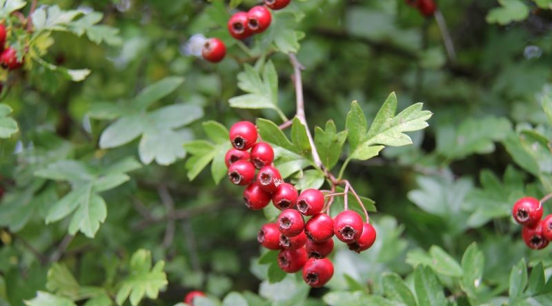 Close up of red hawthorn berries on branches in winter