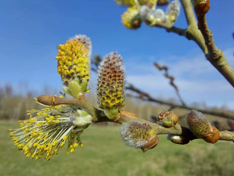 Hazel catkins flowering in the Honeybourne area of the Forest