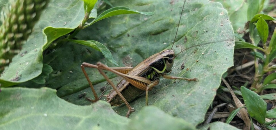 Rosels bush cricket - macro by Mel