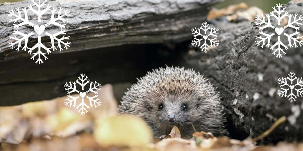 A hedgehog emerging from underneath some deadwood on a leafy forest floor with snowflake images 