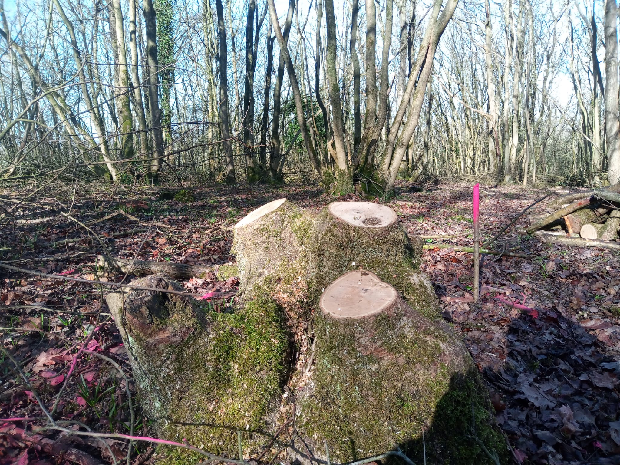 A hazel stool which has been cut near to the base (coppiced) in a clearing in the Forest