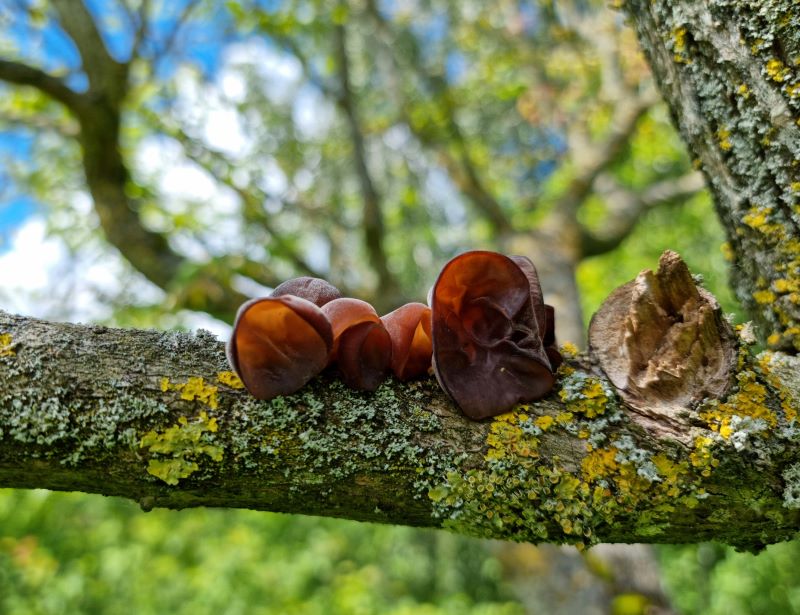 Line of jelly ear fungi along a tree branch in the Heart of England Forest Arboretum on a sunny autunnal day
