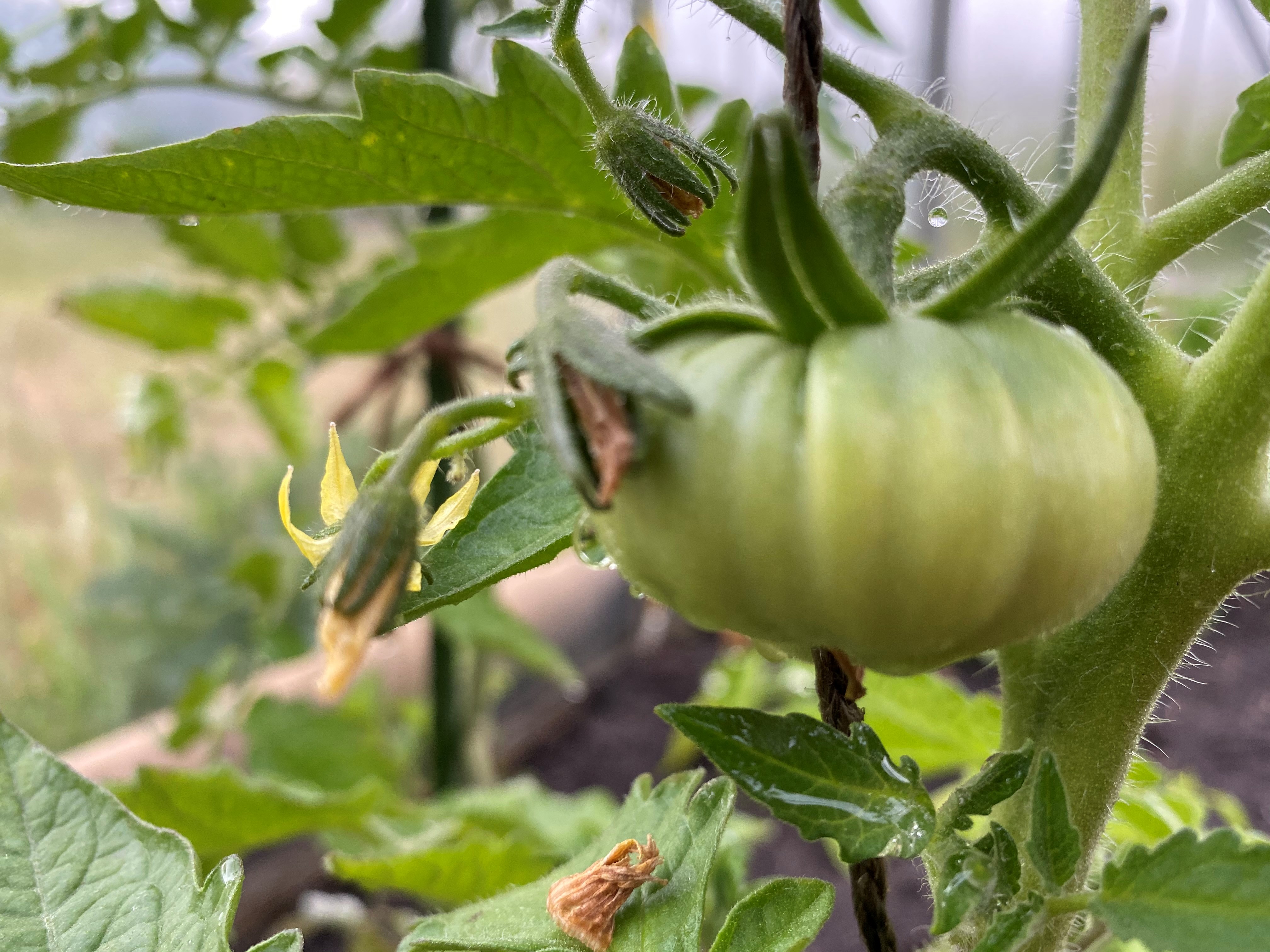 Close up of Kate's handgrown green tomatoes on the vine