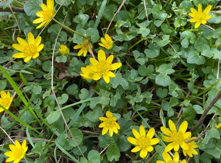 Numerous yellow lesser celandine flowers with small heart shaped leaves amongst grasses