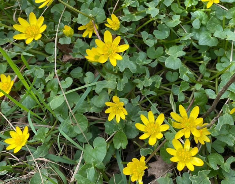 close up of a patch of lesser celandine in the Forest