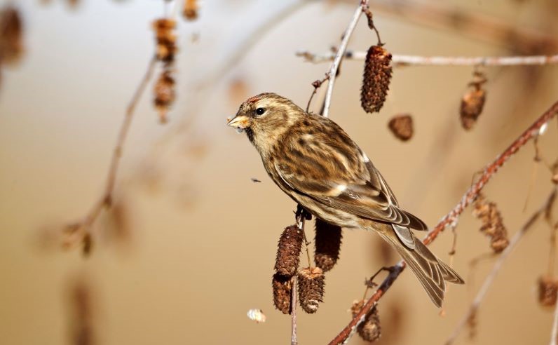 Close up of a Lesser Redpoll perched on a branch