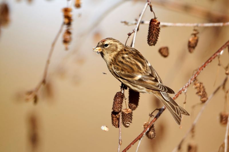 Close up of a Lesser Redpoll perched on a branch