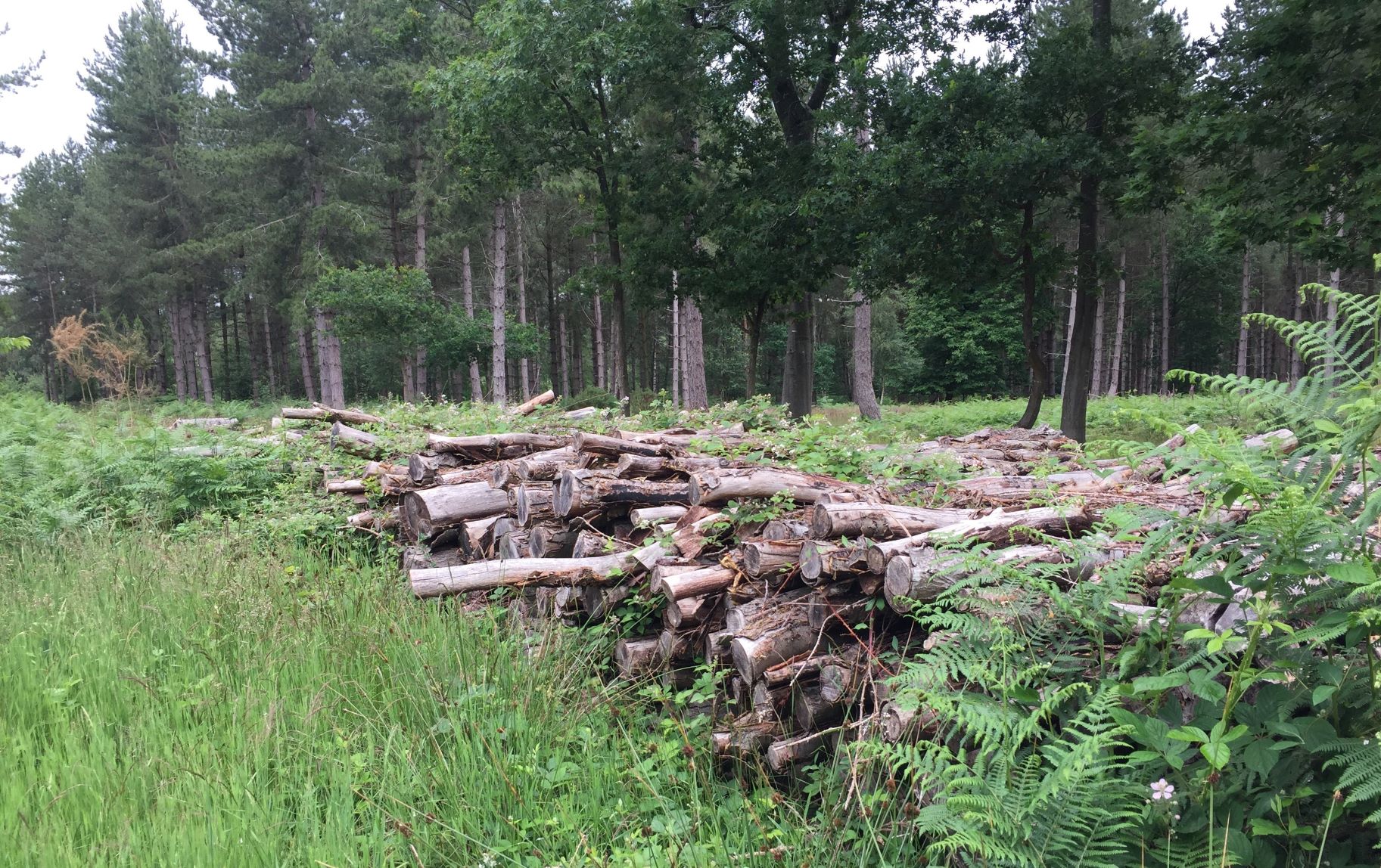 Large log pile in woodland clearing in the Forest