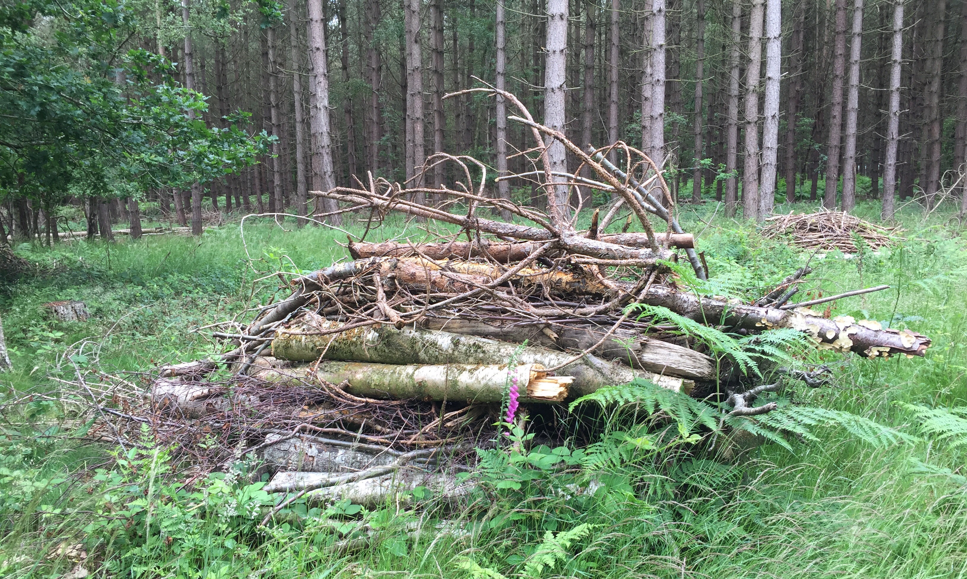 A log pile in a woodland clearing in the Forest 