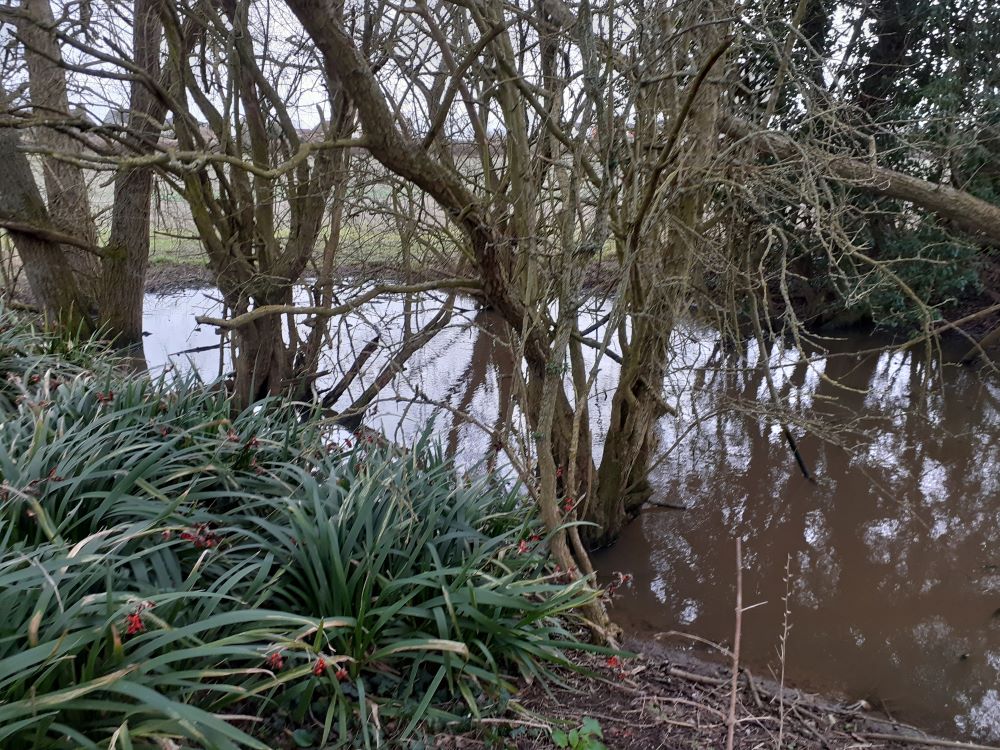 Pond with murky water and trees all around