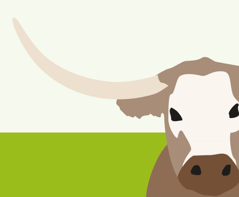 Diagram of a longhorn cow