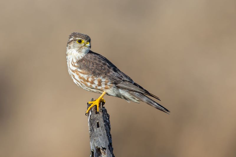 Close up of a Merlin perched on a branch