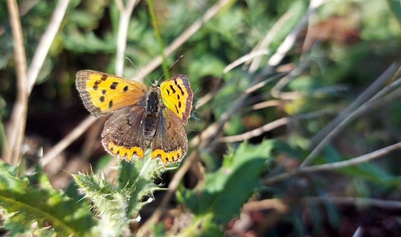 A close-up of heathland specialist, the small copper butterfly.