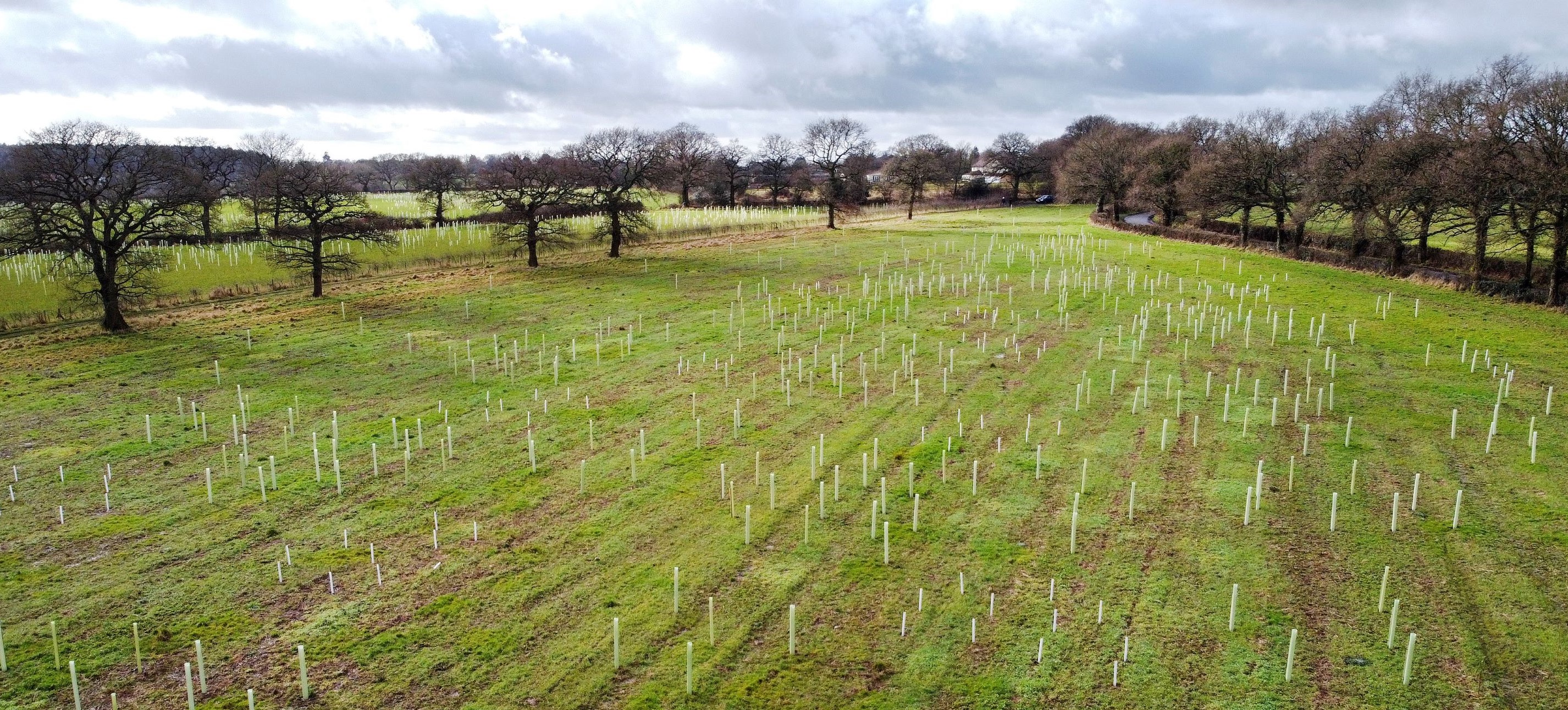 Newly planted trees at Oak Wood