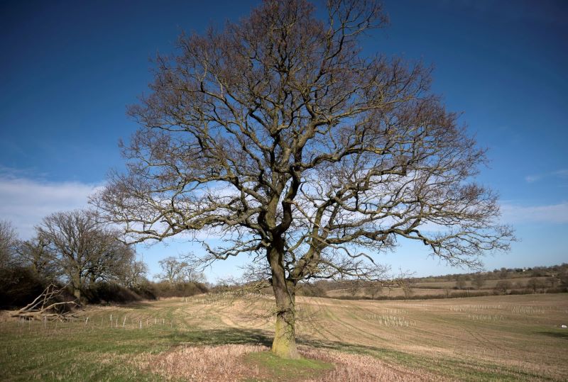 Bare oak tree standing in a field in winter with a blue sky behind