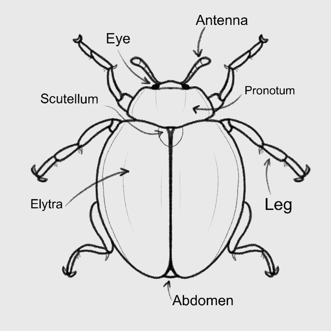 Anatomy of a ladybird