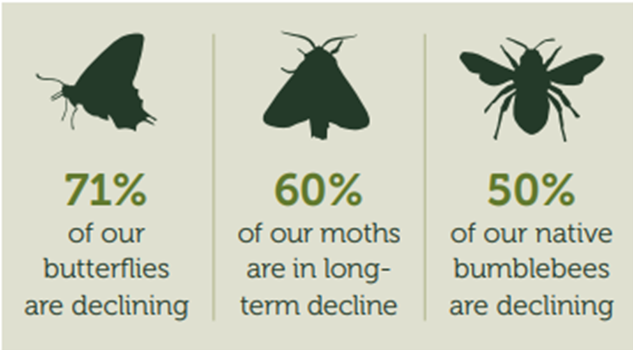Infographic showing how much butterflies, moths and bumblebees are declining in the UK