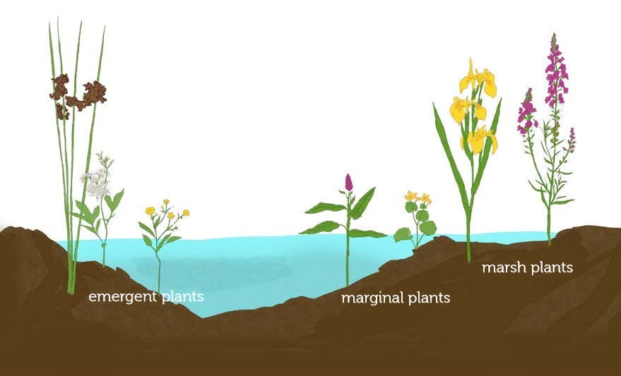 Diagram of a pond and its wetland plants