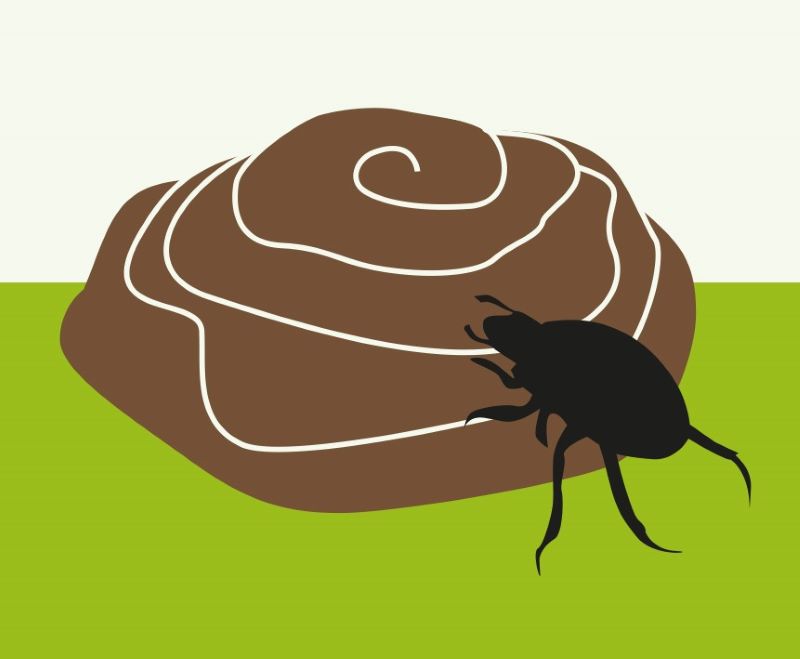Diagram of a bug crawling on poo
