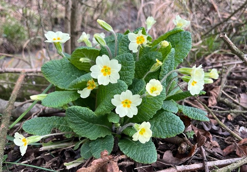 Clusters of primroses with yellow flowers and green leaves sitting on the forest floor 