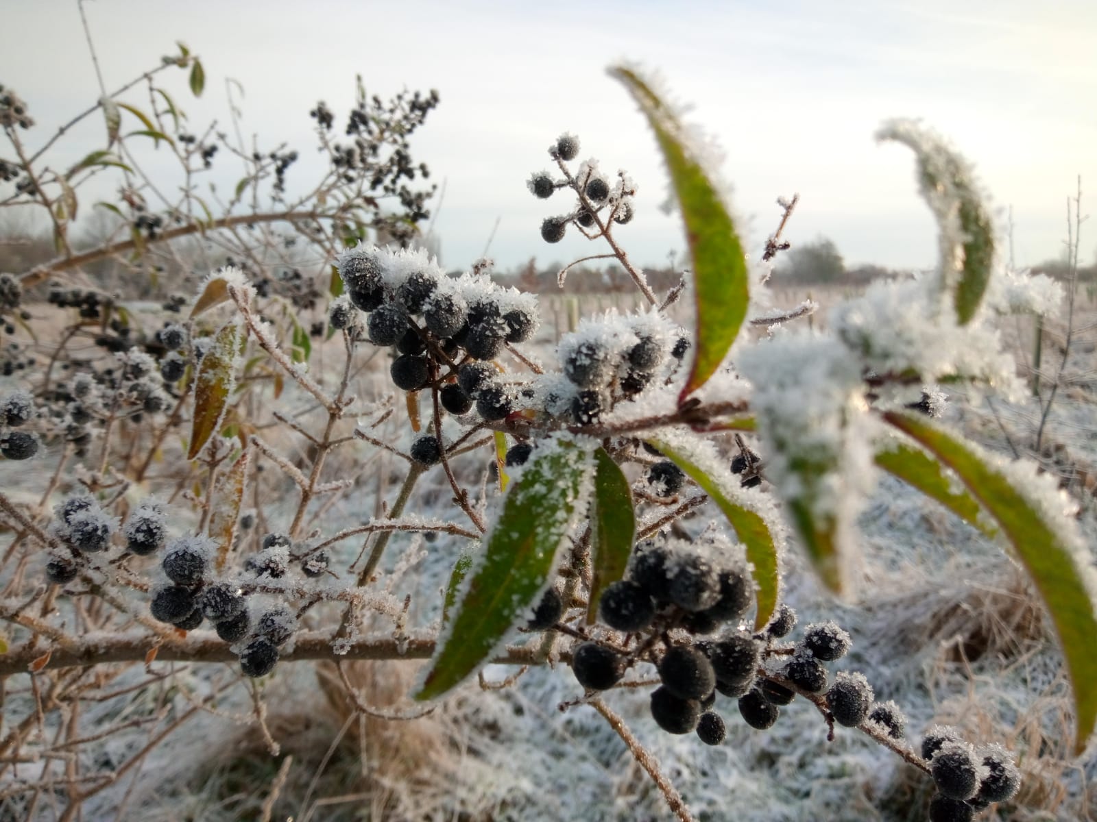 Close up of small, dark wild privet berries on a frost covered branch.